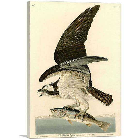 ARTCANVAS Fish Hawk - Osprey Canvas Art Print by John James Audubon - Size: 60" x 40" (0.75" Deep) (3-Piece)