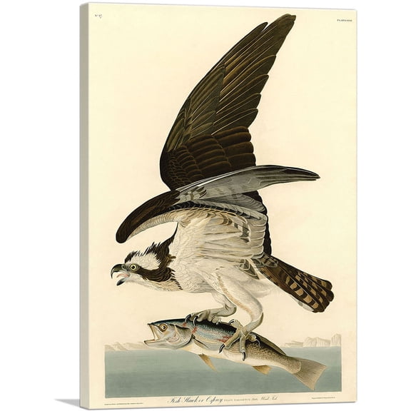 ARTCANVAS Fish Hawk - Osprey Canvas Art Print by John James Audubon - Size: 26" x 18" (0.75" Deep)