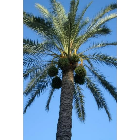 10 CANARY ISLAND Date PALM Phoenix Canariensis Tree Seeds