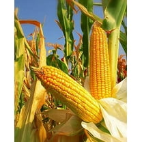1050 Yellow Dent Corn Plant Seeds, Non-GMO