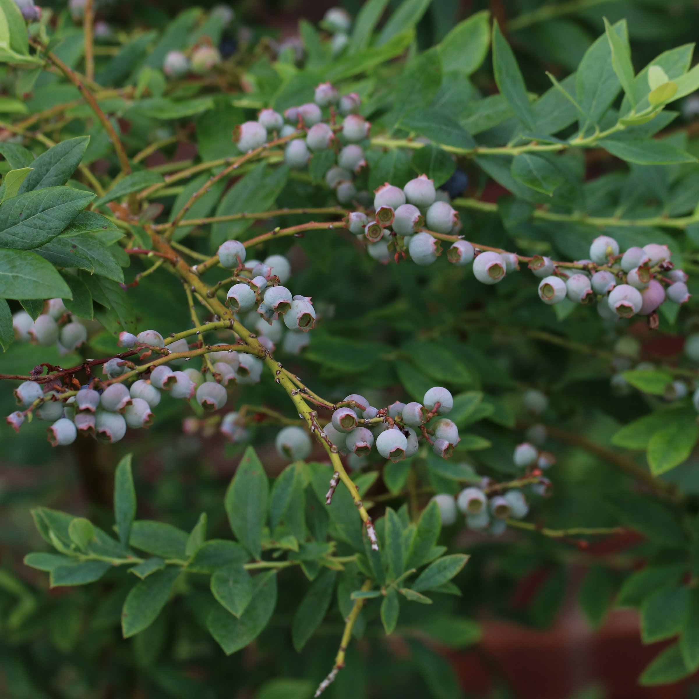 National Plant Network 1 gal. Live Shrub Blueberry Elliott Plant