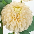 thumbnail image 3 of Briful 5Pcs Artificial Flowers Beige Dahlia Fake Silk Ball Flowers with 21.2" Long Stems 6Leaves for DIY Corsage Wedding Bouquets Centerpieces Arrangements Bridal Party Home Decoration, 3 of 7