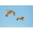 thumbnail image 2 of Jaynes Gallery 24x17 Black Ornate Wood Framed with Double Matting Museum Art Print Titled - New Mexico-Bosque del Apache National Wildlife Reserve Sandhill crane pair flying at sunrise, 2 of 4