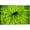 Green, variant on Kitchen Canvas Wall Art Green Lemon Bubbles Picture Dining Room Canvas Painting for Home Wall Decor, Green Fruit Framed Artwork for Kitchen Restaurant Wall Decoration Ready to Hang (12" Hx18 W)