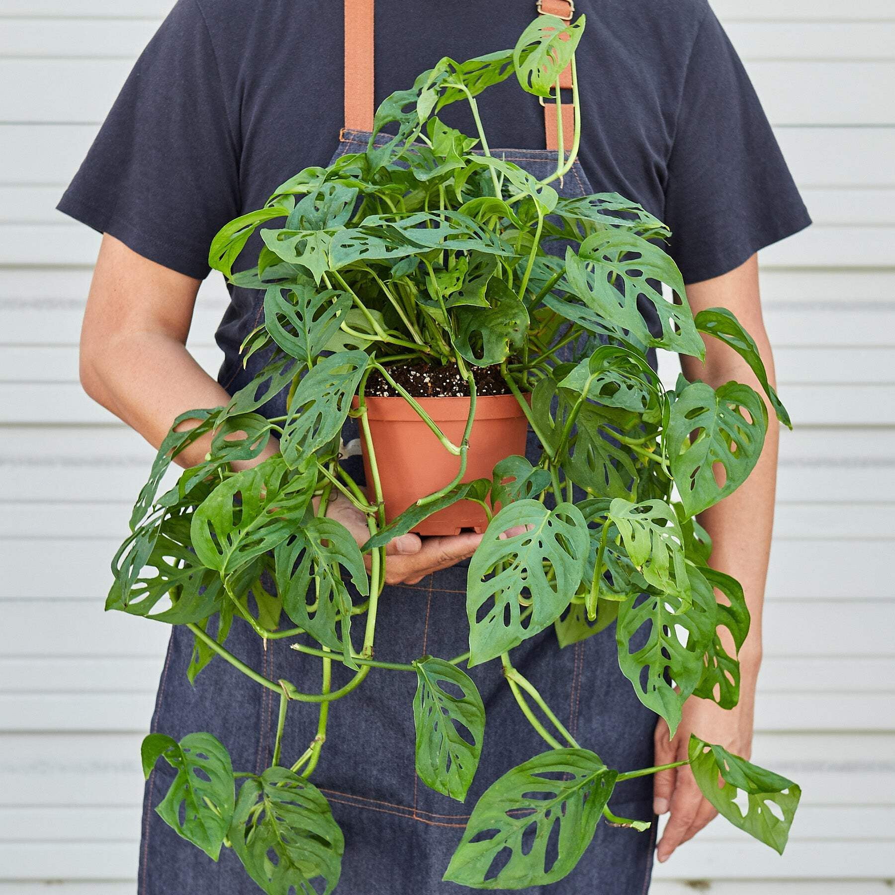 Monstera Adansonii 'Swiss Cheese', 4" Pot, Indoor Houseplant, Easy Care, Live Plant for Indoor & Outdoor