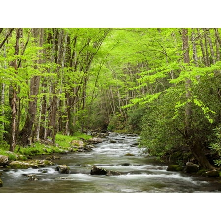 USA, North Carolina, Great Smoky Mountains National Park, Straight Fork Flows Through Forest Print Wall Art By Ann