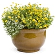 thumbnail image 3 of Proven Winners 4" White Knight Sweet Alyssum Live Plant in 4.25" Pot (4 Count), 3 of 9