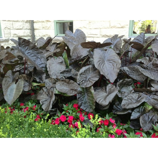 Electric Blue Gecko Elephant Ear Plant Colocasia 4" Pot