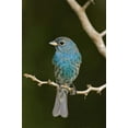 thumbnail image 2 of Welling, Dave 23x32 White Modern Wood Framed Museum Art Print Titled - TX, South Padre Island Indigo bunting on branch, 2 of 4