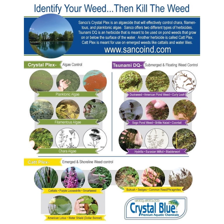 dracaena braunii Dracaena braunii (variegated) – Chop Ching Hin Pte Ltd main image 1