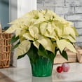thumbnail image 5 of Holiday Time 3.5QT White Poinsettia Live Houseplant Green Foil Cover Indirect Sunlight, 5 of 9