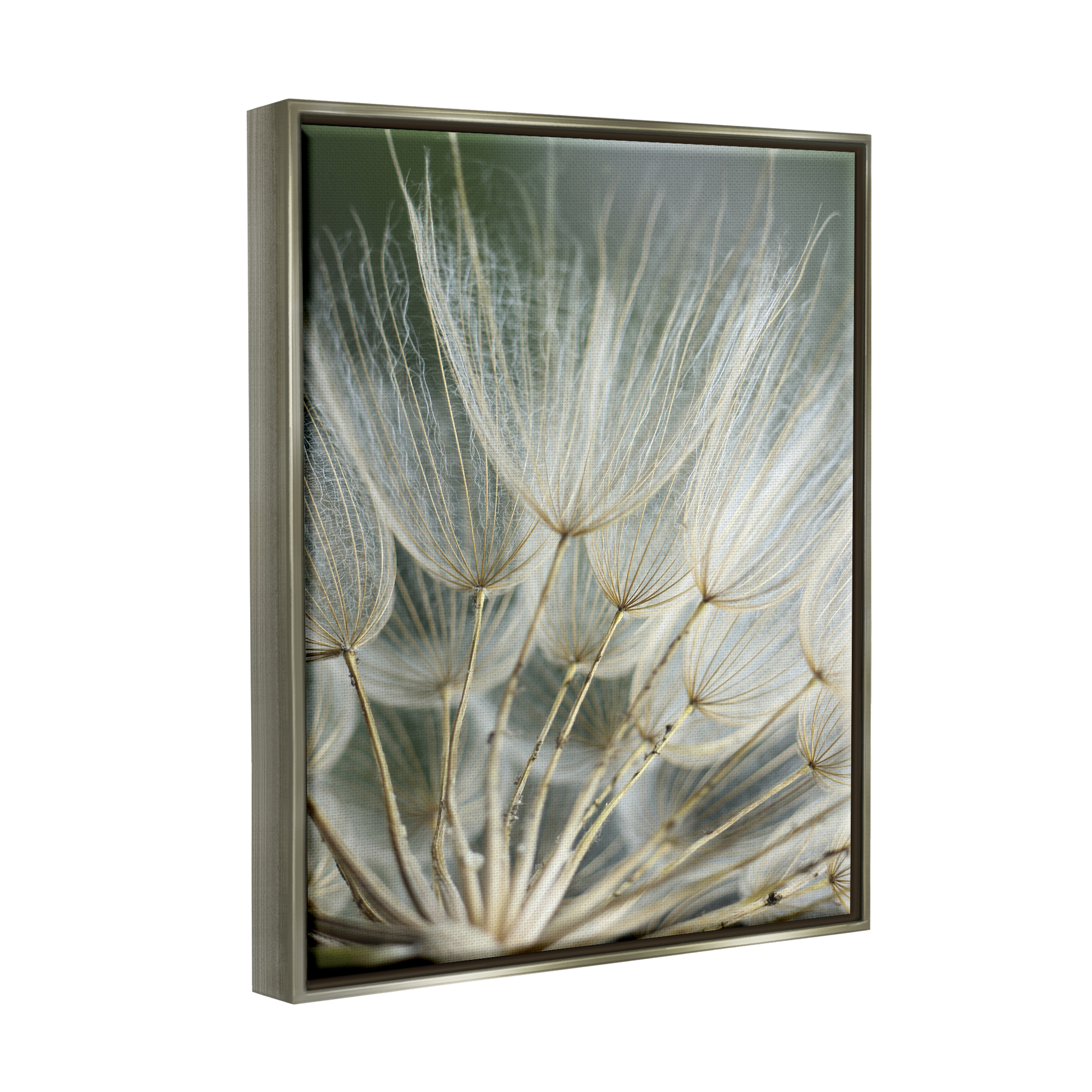 Stupell Industries Soft Dandelion Photography Botanical & Floral Photography Gray Floater Framed Canvas Art Print Wall Art, 25 x 31