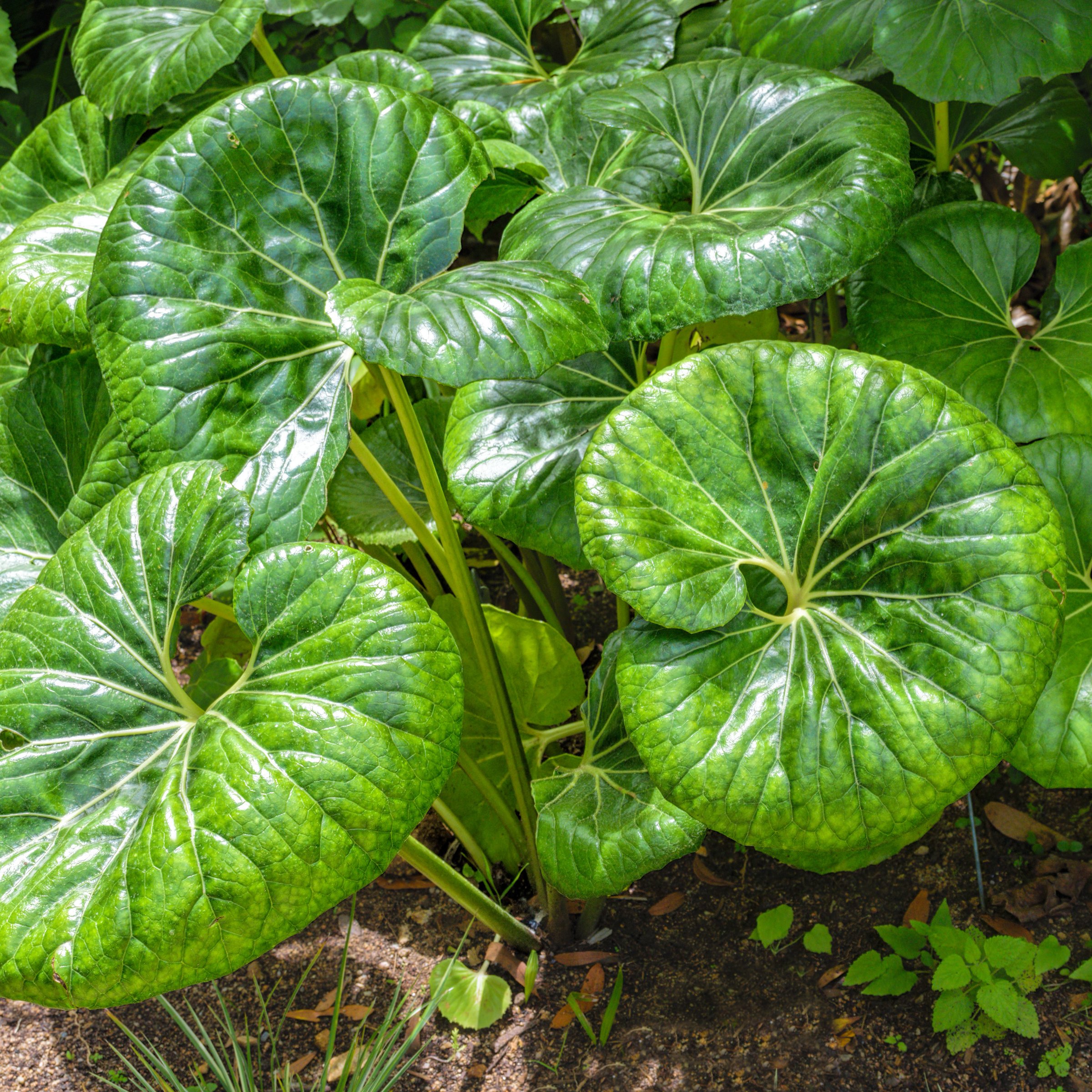 National Plant Network 1 gal. Farfugium Giganteum Tractor Seat Perennial Plant