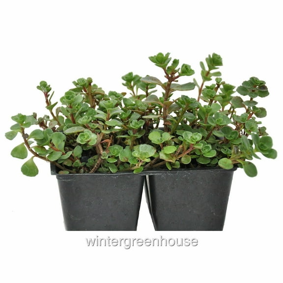 Sedum Spurium Dragon's Blood, Ground Cover - Pot Size: 4x 2.63x1.72x2.75" - Flowering Plants, Ground Cover Plants