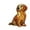 home decoration, variant on 2D Single-Sided Acrylic Dog Pendant Home Window Decoration Light Projection Ornaments 12 Breeds Corgi Shiba Inu Golden Retriever Safe 3Mm Thick Acrylic Versatile Installation