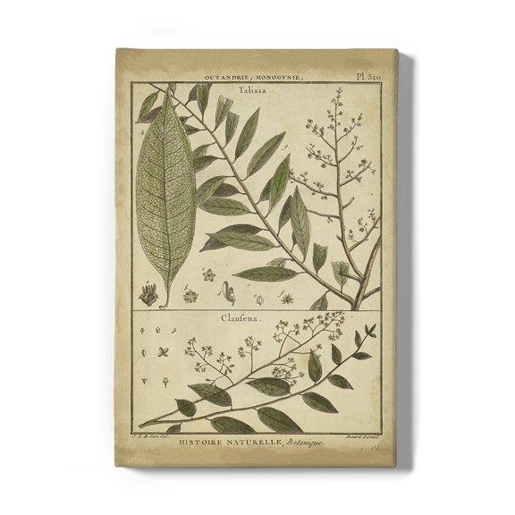 Talisia And Claufena Leaves Wrapped Canvas -Denis Diderot Designs,