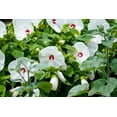 thumbnail image 2 of 25 Luna WHITE HARDY HIBISCUS Hibiscus Moscheutos Flower Seeds, 2 of 8