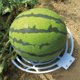 thumbnail image 3 of 3 uds. Cuna de calabaza melón, cuna de sandía, bandeja de soporte para plantas, Protector de soporte para jardín, Circ en crecimiento, 3 of 5