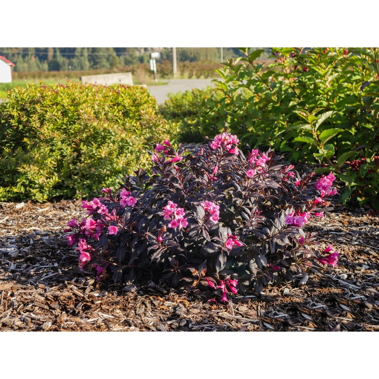 アイドル WinnySatang Blooming SERIES WINNYSATANG | BLOOMING SERIES ACRYLIC STANDEE