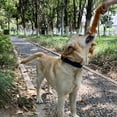thumbnail image 4 of Dog Teething Toy Squeaky Racoons Cartoon Shape for Large & Small Dogs Plush Chew Toy Long Tail, 4 of 8