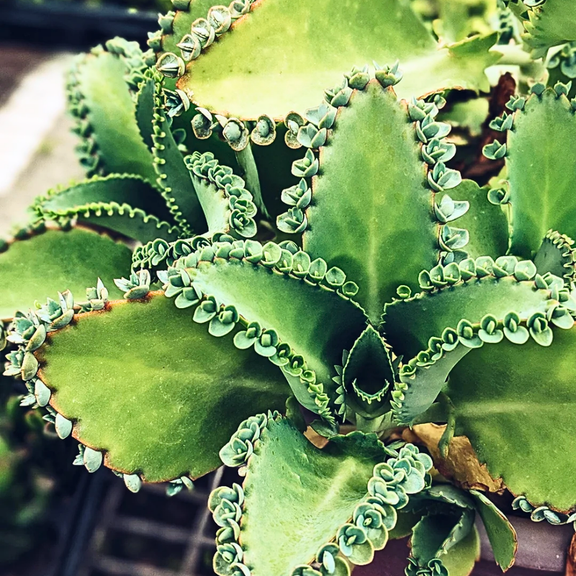 Kalanchoe Mother of Thousands Live Plant, Kalanchoe Succulent Live Plants Indoor Outdoor, 4-7 inches in Height, 4 inch Pot for Planting