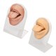 thumbnail image 1 of Uadme - 2pcs Modelo de Boca de Lengua de Silicona Modelo de Boca de Lengua simulada en 3D con Soporte de acrílico para práctica de perforación, 1 of 5