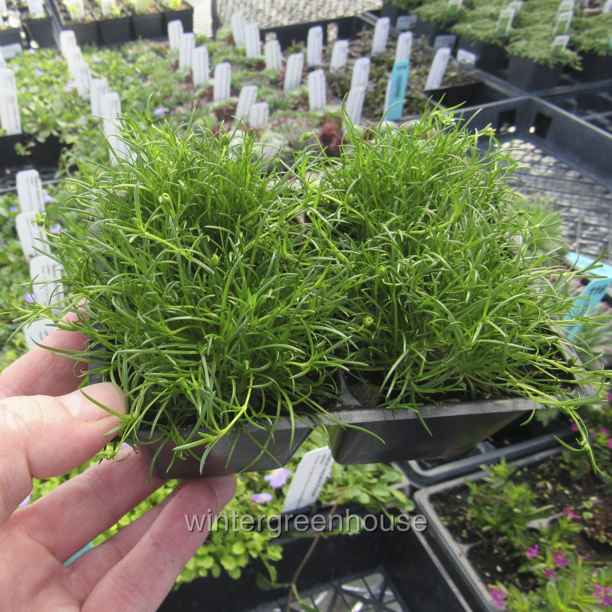 Sagina Subulata, Irish Moss Ground Cover - Pot Size: 4x 2.63x1.72x2.75" - Ground Cover Plants, Plant Collections