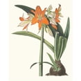 thumbnail image 2 of Priscilla Susan Bury 15x18 Gold Ornate Wood Frame and Double Matted Museum Art Print Titled - Amaryllis Radiant (1834), 2 of 4