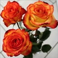 thumbnail image 1 of 5D Diamond Painting Kits Full Drill Round Crystal Rhinestone Embroidery Pictures Arts Craft for Home Wall Decor Gift Roses 30x30cm, 1 of 7