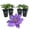 4 Plants, variant on Clematis Bijou - Live Starter Plant in a 2 Inch Growers Pot - Starter Plants Ready for The Garden - Rare Clematis for Collectors