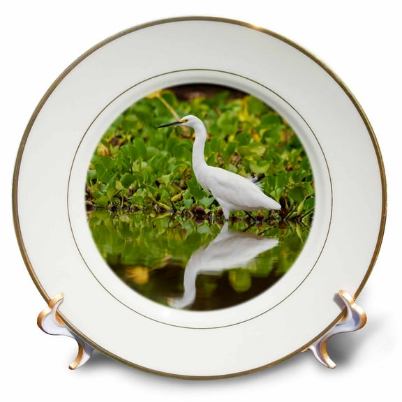 3dRose, Brazil. A Snowy egret is commonly found in the Pantanal., 8 inch Porcelain Plate