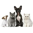 thumbnail image 2 of HSHDLDF Animals Duvet Cover Set King Size Group of Dogs and Cats in Front of White Background Decorative 3 Piece Bedding Set with 2 Pillow Shams (Color 24 King), 2 of 4