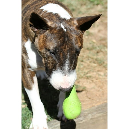 Toy Bull Terrier - Canvas Print Tiger Bull Terrier Dog Play Toy Bully Miniature Stretched Canvas 10 x 14