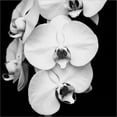thumbnail image 2 of Great Art Now Orchid Portrait I by Jeff Maihara, Framed Wall Art, 20W x 20H, 2 of 3