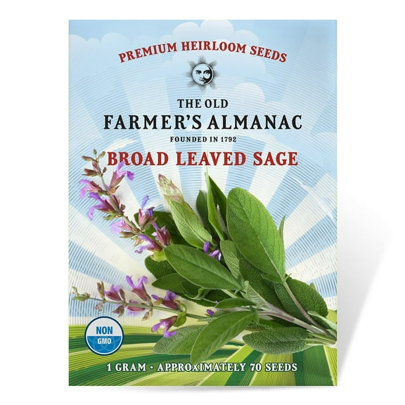 Old Farmer's Almanac 80 Broad Leaved Sage Seeds, Premium Heirloom, Non-GMO and Open Pollinated