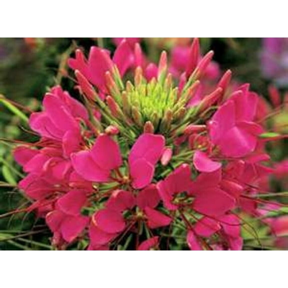 100 Raspberry Spider Seeds Clome Spinosa Perennial 1189 US Seller Flower Bee