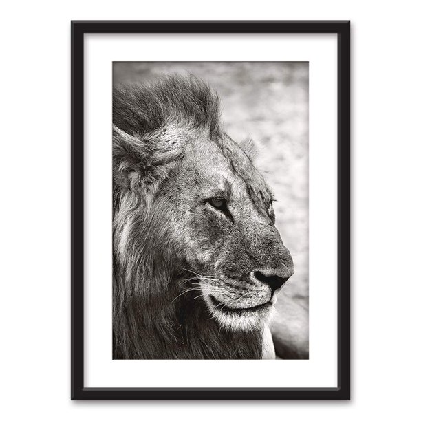Wall26 Framed Wall Art Male Lion In Black White Black Picture Frames White Matting 23x31 Inches Walmart Com Walmart Com
