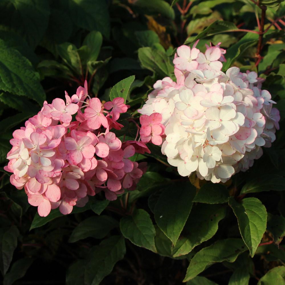 Image of Strawberry cream hydrangea image 3
