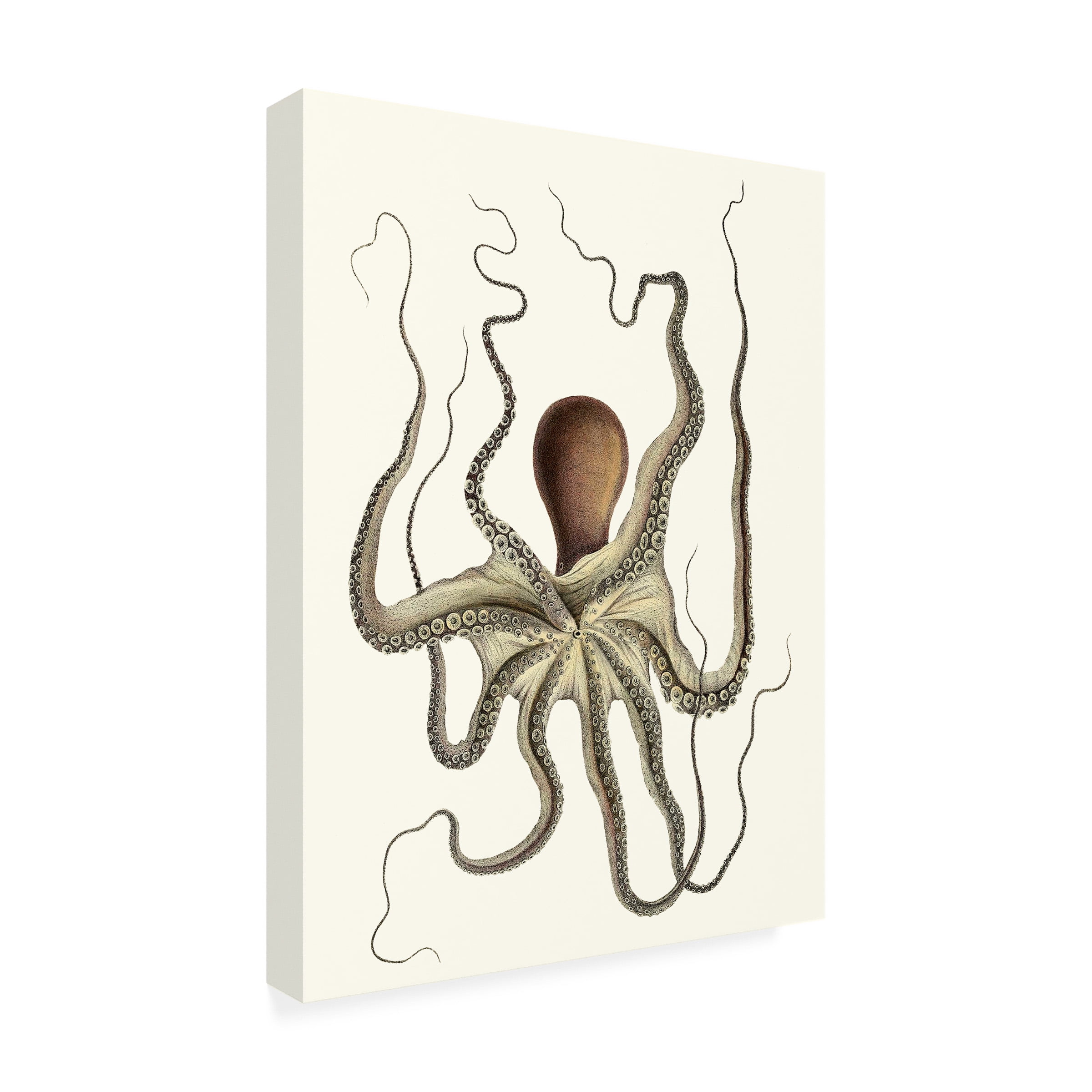 Unknown 'Antique Octopus Collection I' Canvas Art
