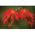 thumbnail image 2 of Vitaly Geyman 44x31 Gallery Wrapped Canvas Wall Art Titled - Maple Leaf Portrait V, 2 of 4