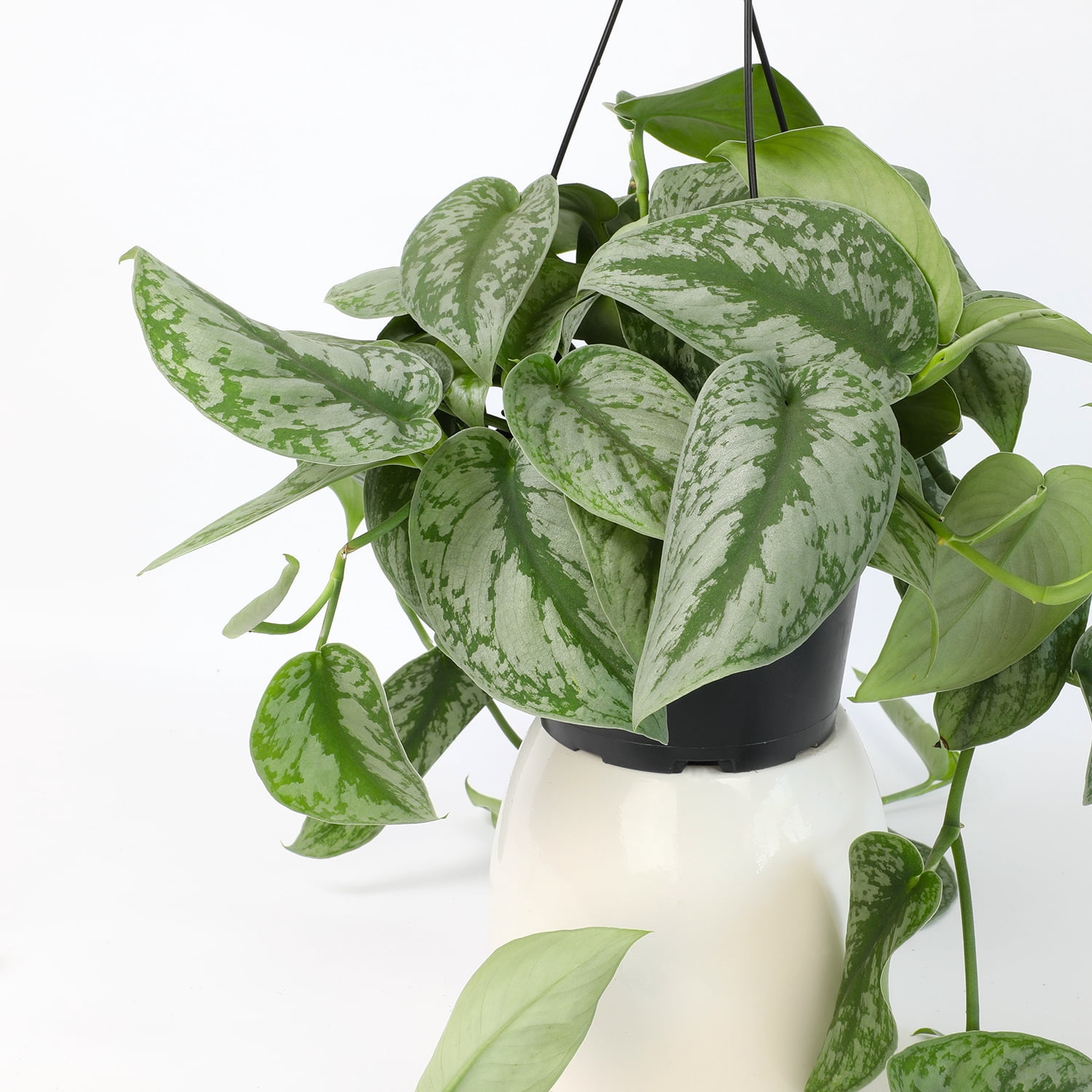 Altman Plants 11.00" Woven Houseplant Satin Pothos, Hanging Basket Plant with Tropical Vibes