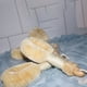 thumbnail image 4 of Cepillo De Sisal Para Colgar En La Ducha, Resistente Al Desgaste, Cepillado En Seco, Herramienta Para Frotar, Masaje De Baño, Exfoliante, Multiusos Speravity CE002833-00, 4 of 6