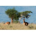 thumbnail image 2 of Pitamitz, Sergio 32x23 Gold Ornate Wood Framed with Double Matting Museum Art Print Titled - Cokes hartebeest-Alcelaphus buselaphus cokii-with its calf-Lualenyi-Tsavo-Kenya, 2 of 4