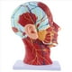 thumbnail image 2 of Modelo de Enseñanza del Plano Medio Sagital de la Cabeza Glándula Parótida Columna Cervical Modelo de Otorrinolaringología de Anatomía de Cabeza y Cuello, 2 of 8
