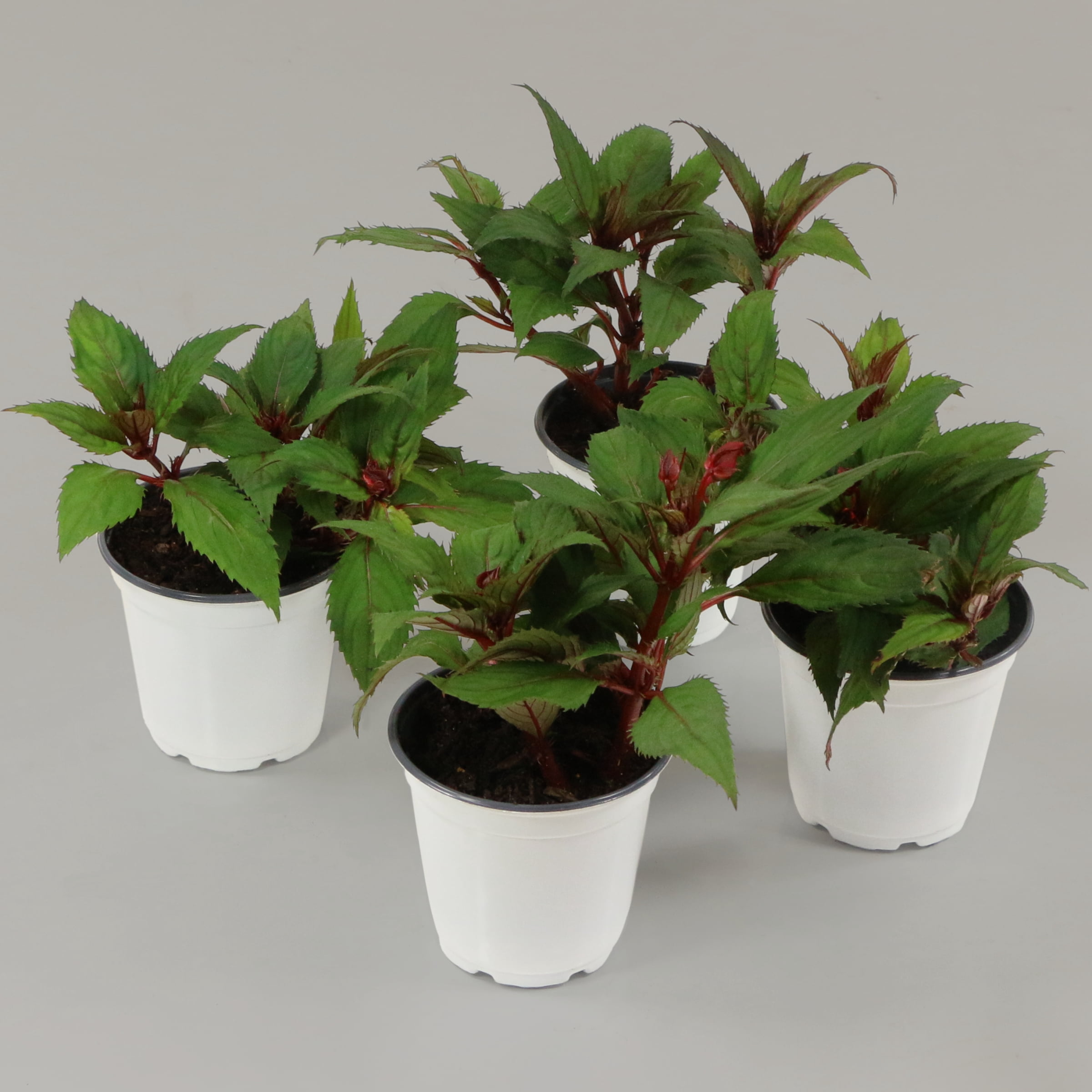 4 in. Sunpatiens® 'Compact Fire Red' Live Annual with Full Sunlight - 4 Piece