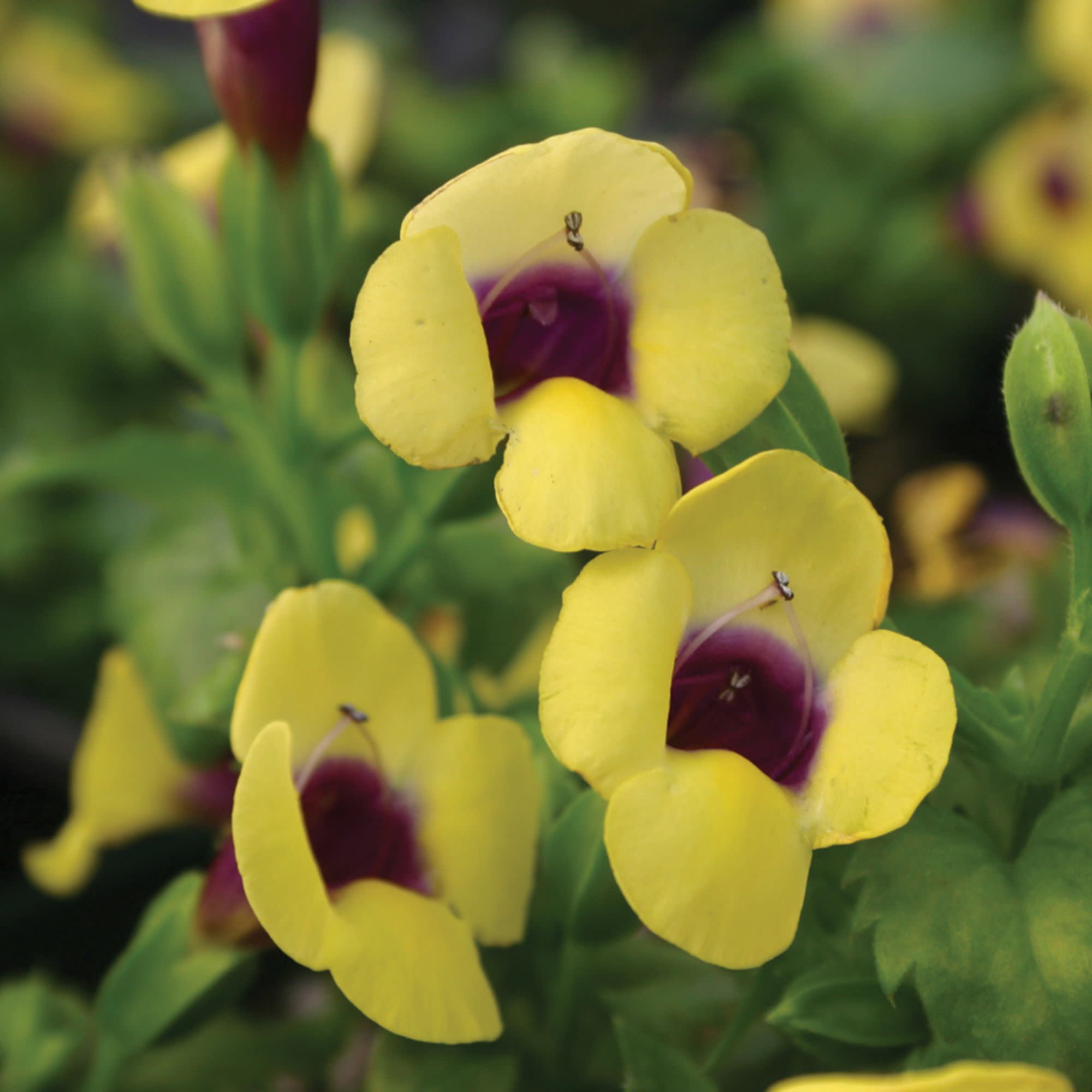 Proven Winners 4" Yellow Catalina Gilded Grape Wishbone Flower Live Plant in 4.25" Pot (4 Count)