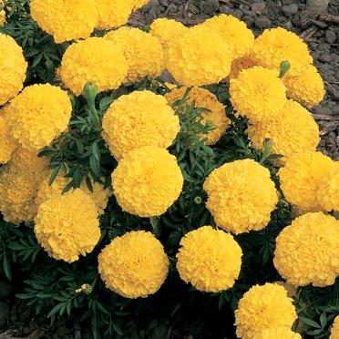 African Marigold Flower Garden Seeds -Inca II Series F1 - Yellow - 100 Seeds - Annual Flower Gardening Seeds - Tagetes erecta