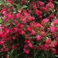 thumbnail image 6 of Heirloom Roses - Vif Eclat Hybrid Musk Rose Plant, 6 of 6