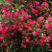 Heirloom Roses - Vif Eclat Hybrid Musk Rose Plant