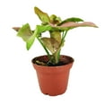 thumbnail image 3 of Syngonium Neon Robusta (2" Terracotta Pot) - Pink Arrowhead Plant - Colorful Houseplant for Decoration - Air-purifying Indoor Houseplant, 3 of 9